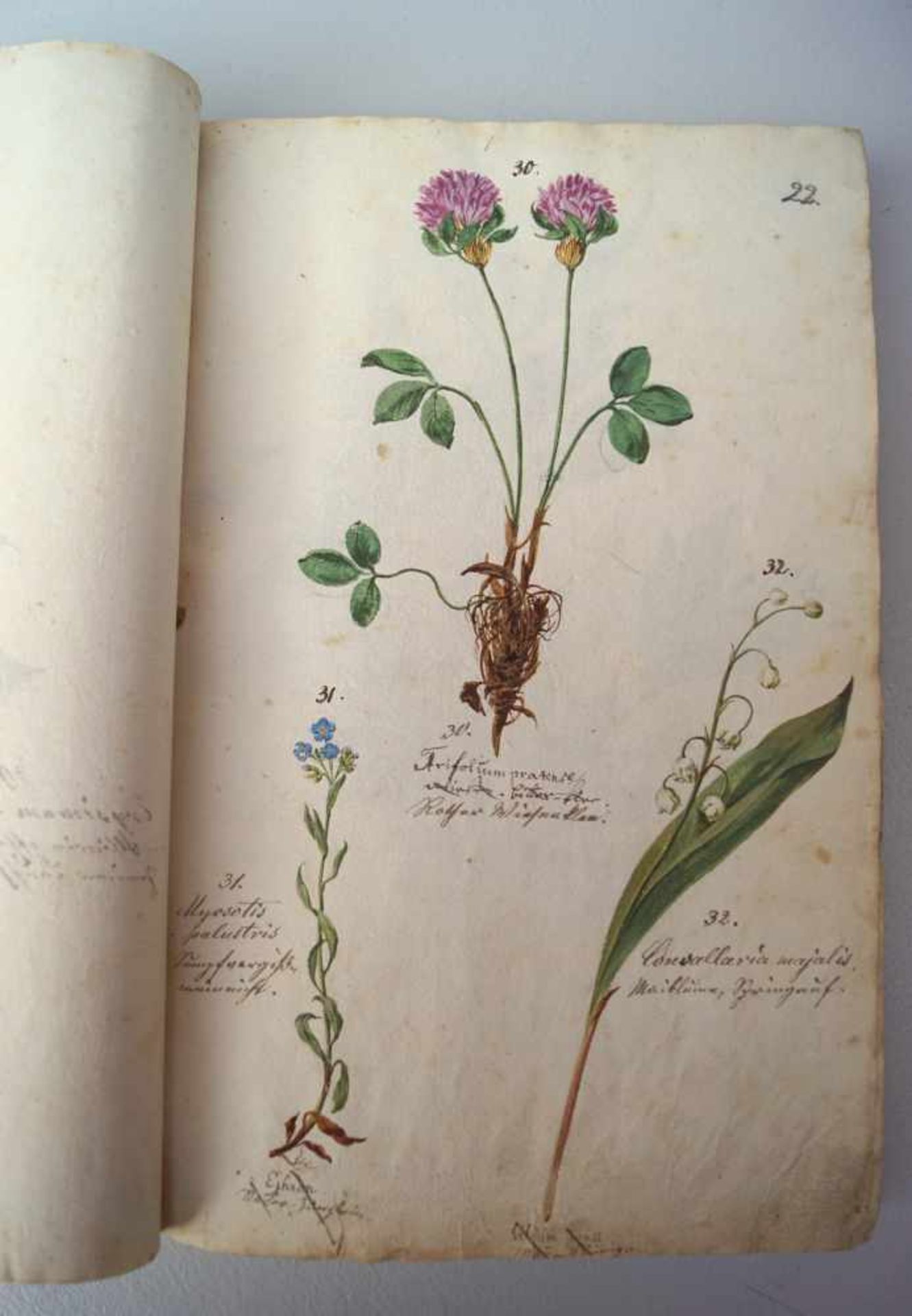 Komplette Handschrift einer Kräuterkunde, Schaetzy, 1676Frontispitz Bez: Flora Delicians sive icones - Image 3 of 9