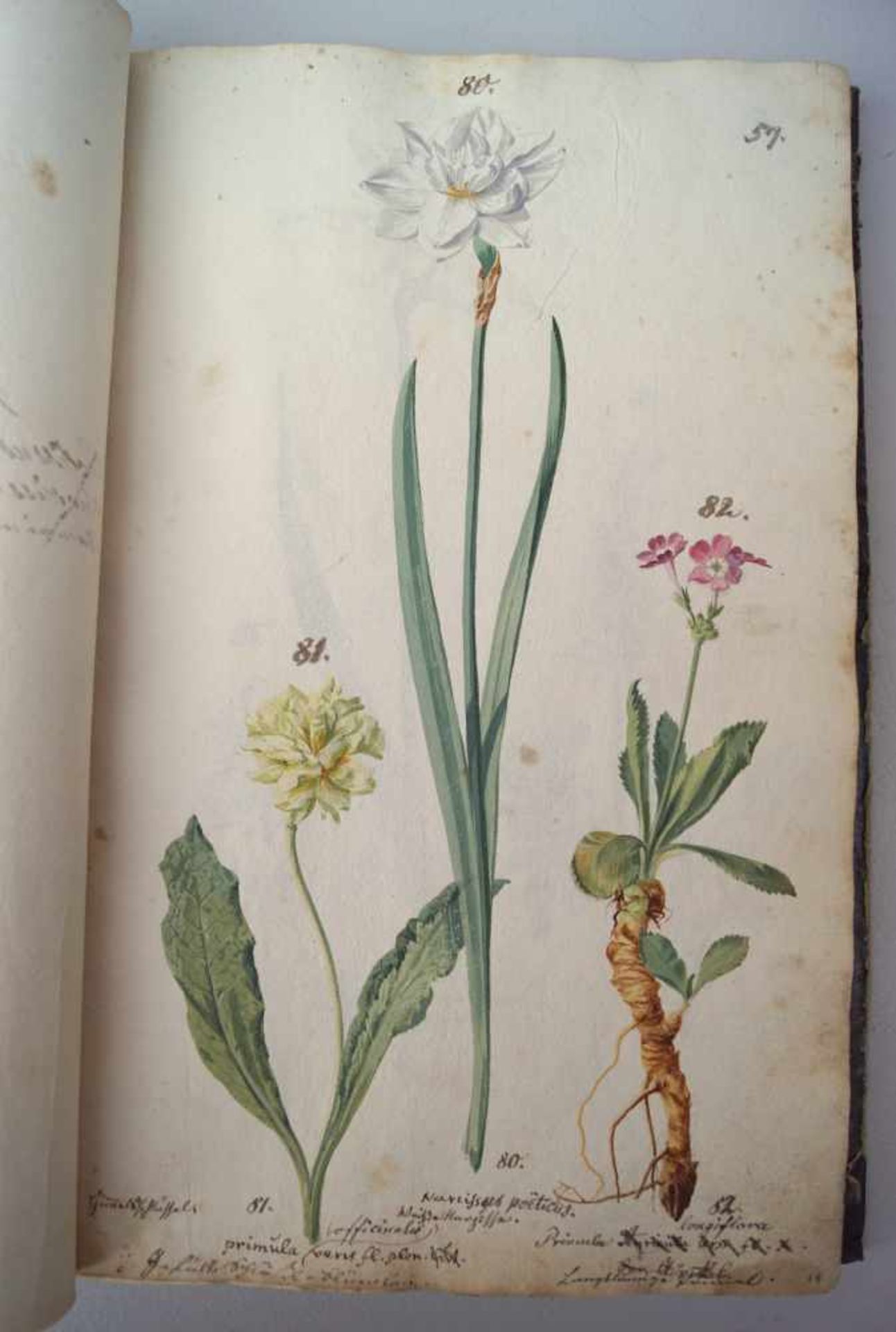 Komplette Handschrift einer Kräuterkunde, Schaetzy, 1676Frontispitz Bez: Flora Delicians sive icones - Image 4 of 9
