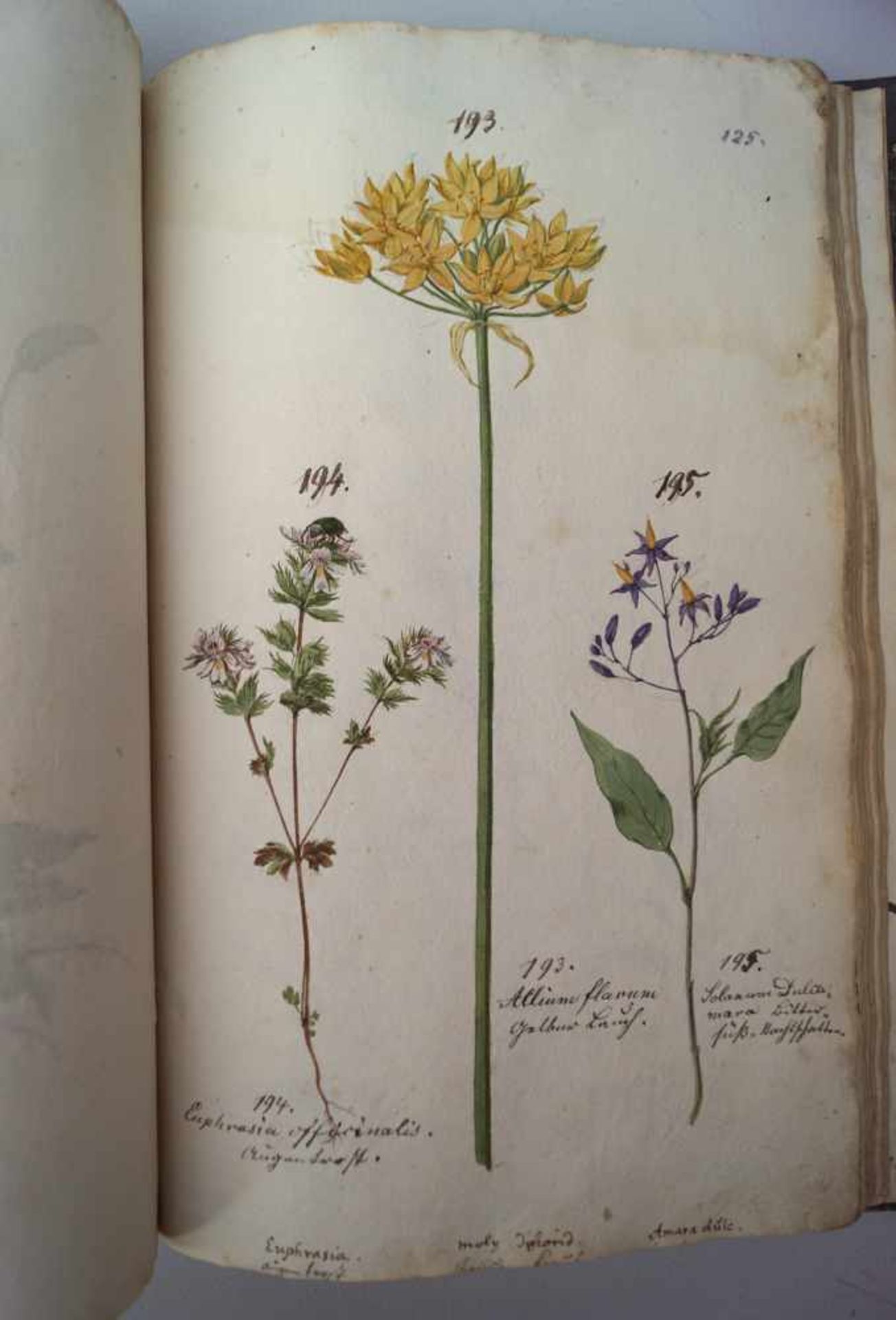 Komplette Handschrift einer Kräuterkunde, Schaetzy, 1676Frontispitz Bez: Flora Delicians sive icones - Image 9 of 9