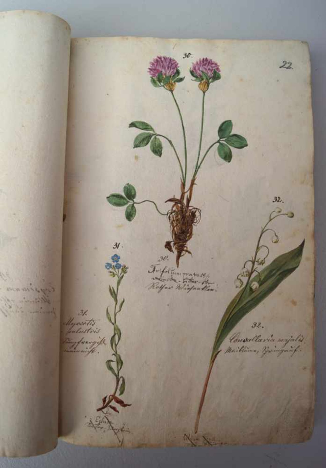 Komplette Handschrift einer Kräuterkunde, Schaetzy, 1676Frontispitz Bez: Flora Delicians sive icones - Image 2 of 9