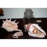 2 large tropical shells, a glass jar of smaller ones and a cowrie necklace