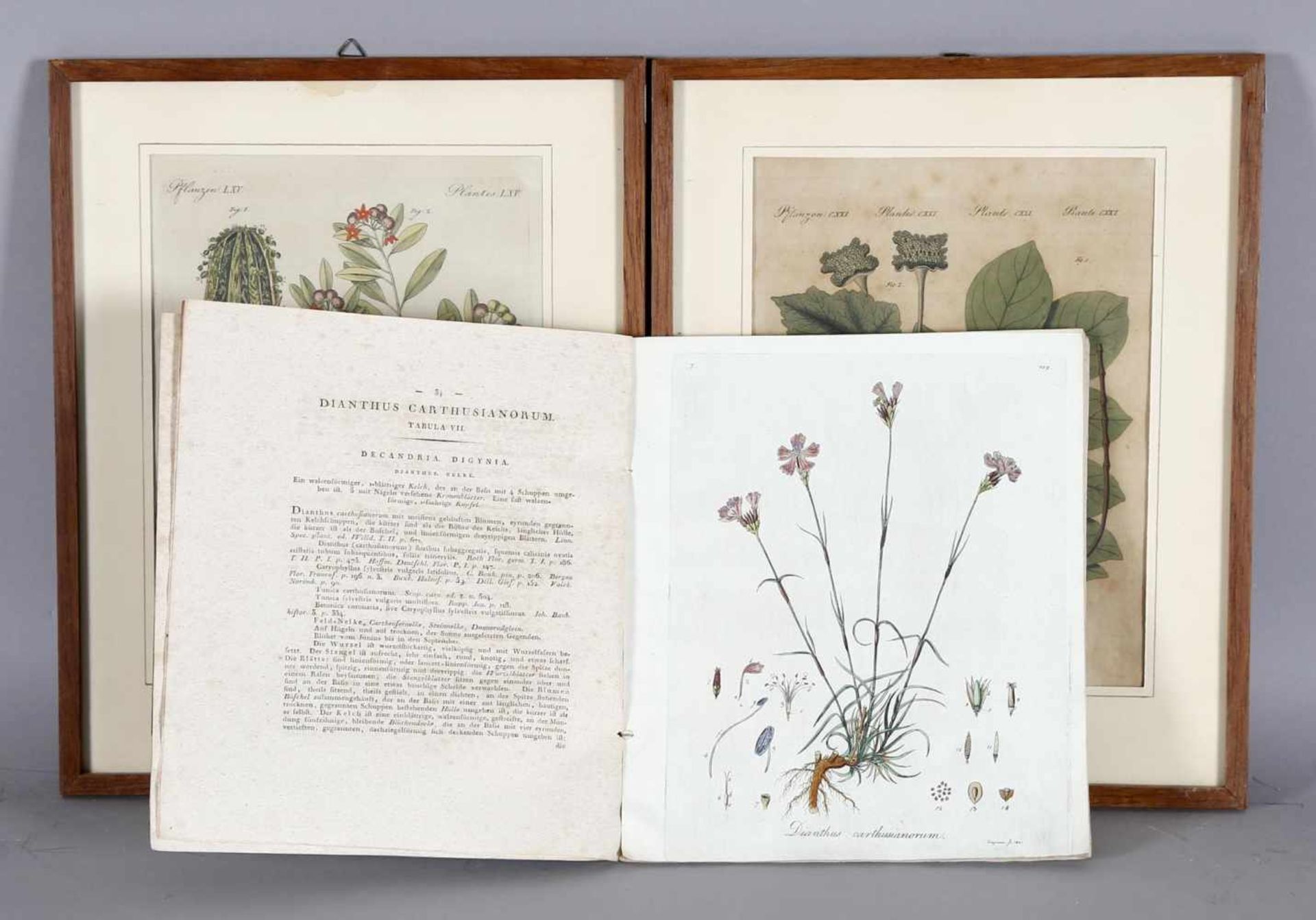Botanisches Bilderbuch für die Jugend u. Freunde der Pflanzenkunde, IV. Band, 2. Heft, um 1800 und