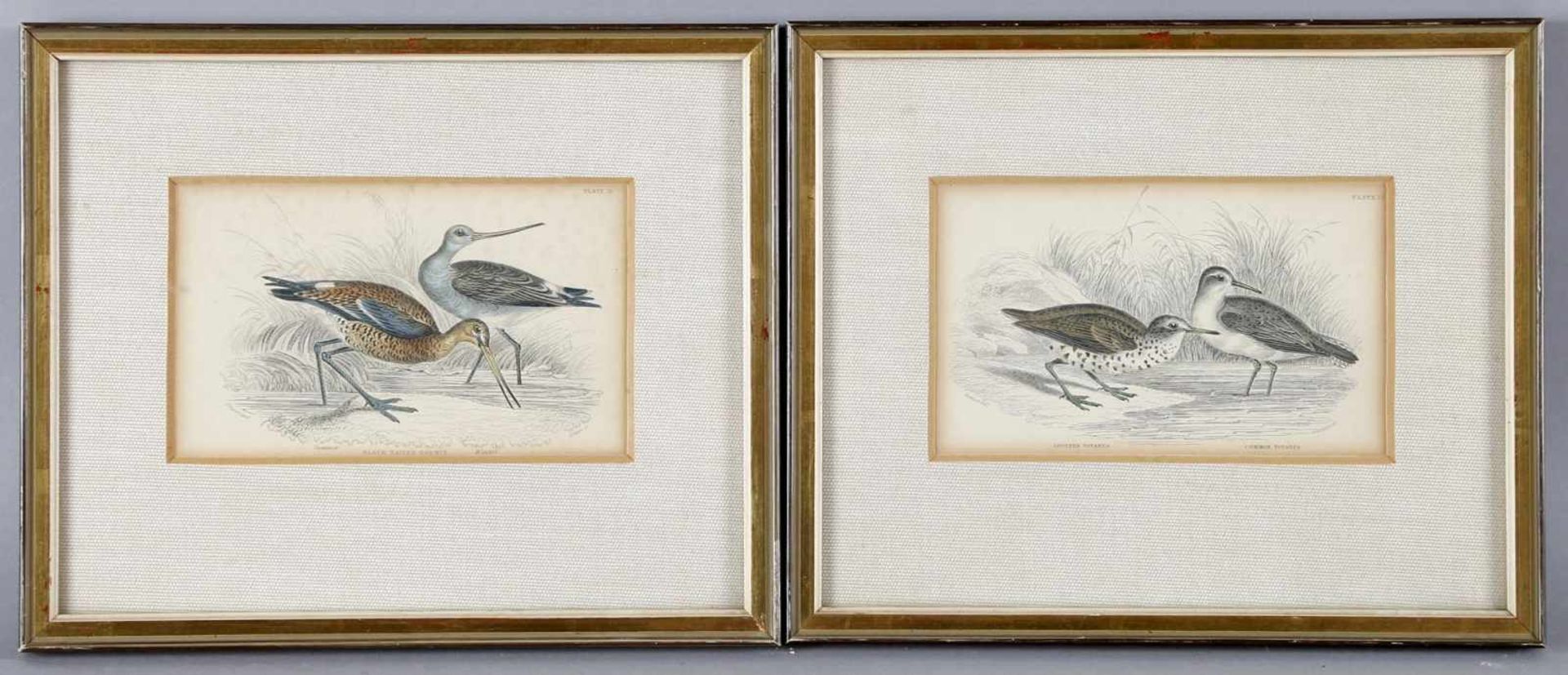 Zwei Kupferstiche, altkoloriert, Mitte 19. Jh., England""Black Tailed Godwit, Summer/Winter"",