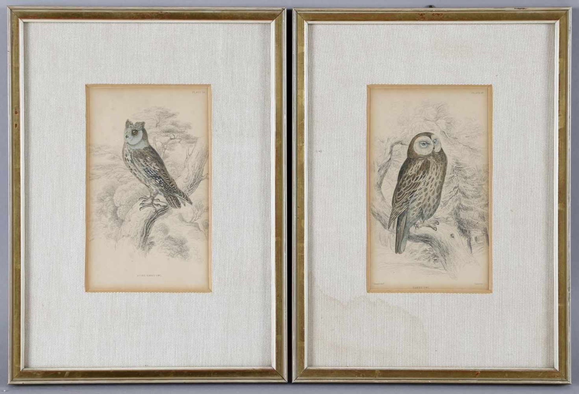 Zwei Kupferstiche, altkoloriert, Mitte 19. Jh., England""Tawny Owl"" und ""Sceps Eared Owl"", der