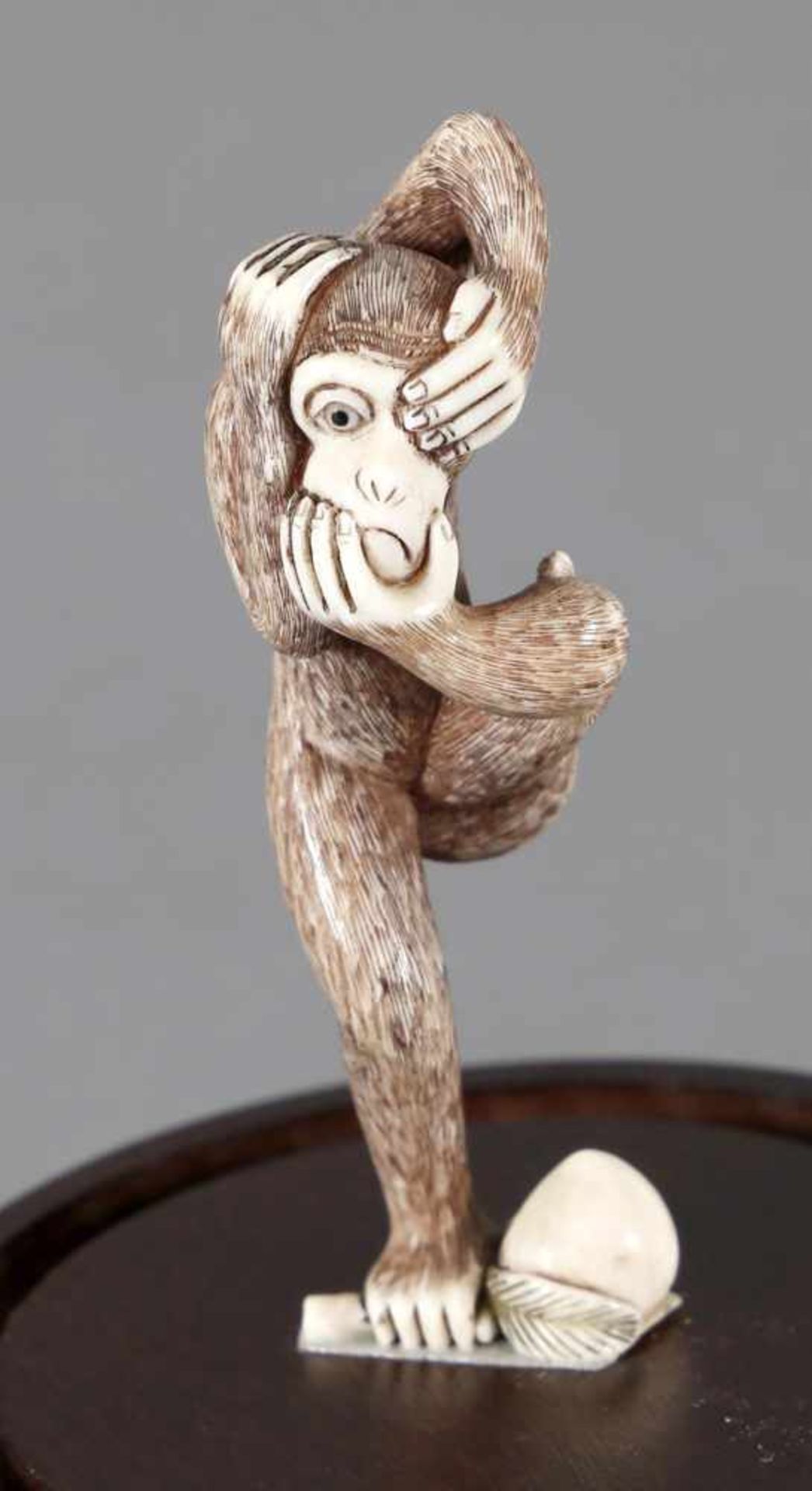 Netsuke eines Affen aus Elfenbein auf Holzsockel, 1. H. 20. Jh.in akrobatischer Übung führt der Affe