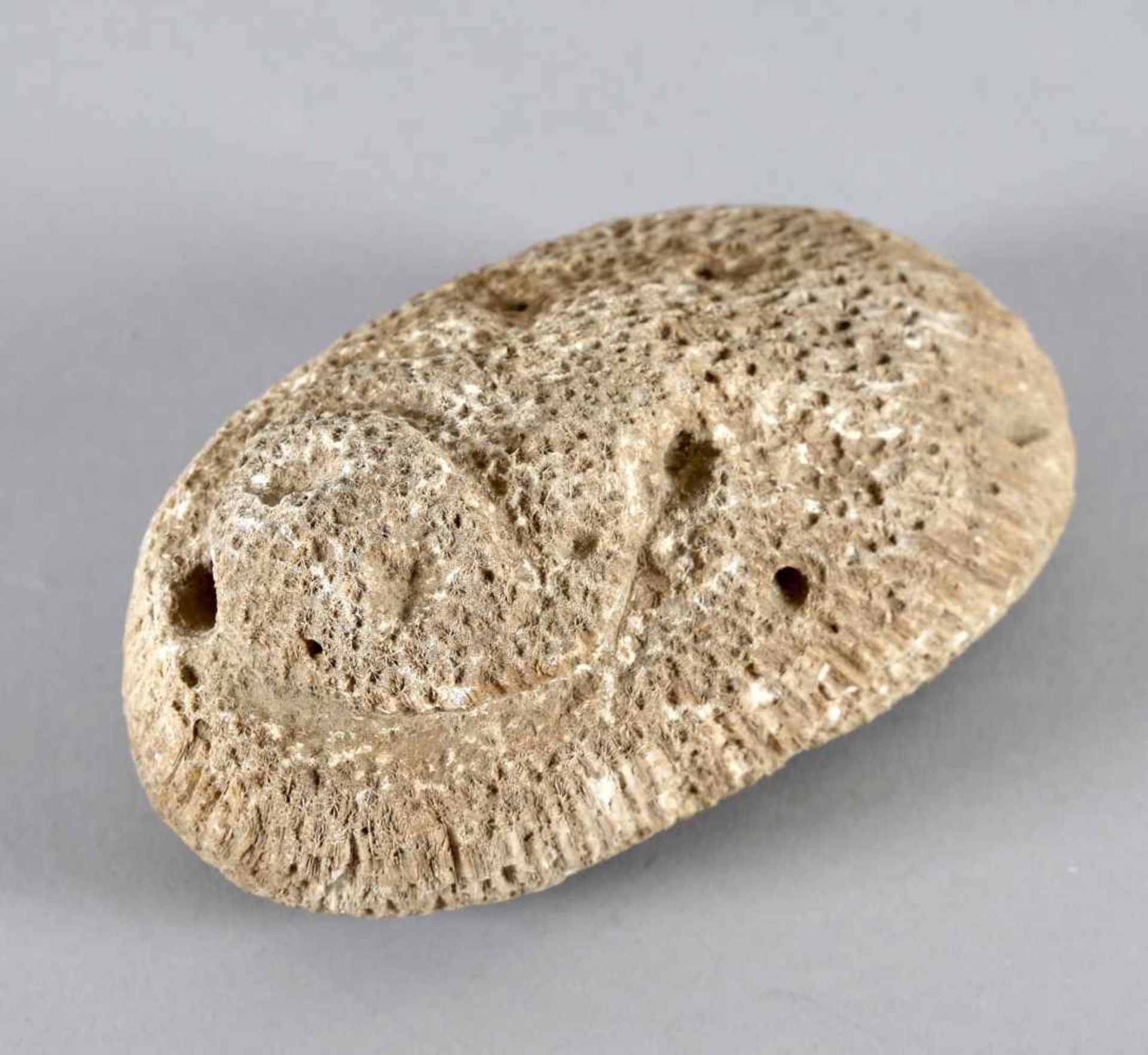 Reibstein aus Koralle, Kultur der Taino, Dominikanische Republik, ca. 1000 - 1500 n.Chr.große