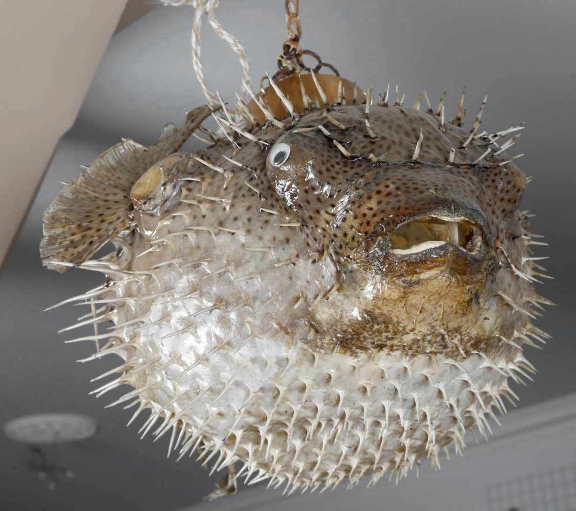 Kugelfisch, Präparat, als Lampe, L: 72 cm, H: 30 cmwurde in 1970-80er Jahren erworben und diente zur - Bild 2 aus 2