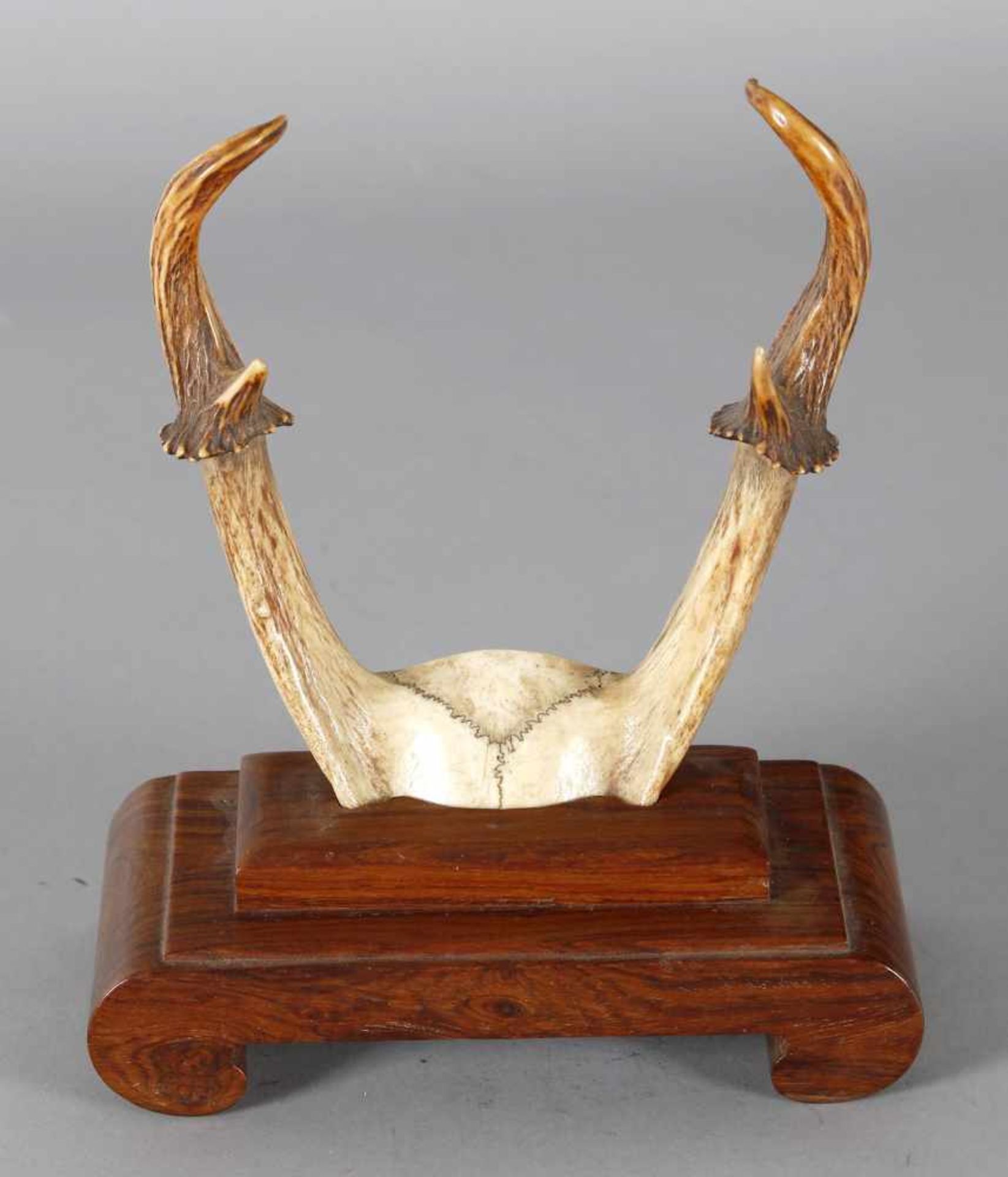Abnormes Rehbock-Gehörn, Mitte 20. Jh.auf Holzständer montiert, H: 21 cm