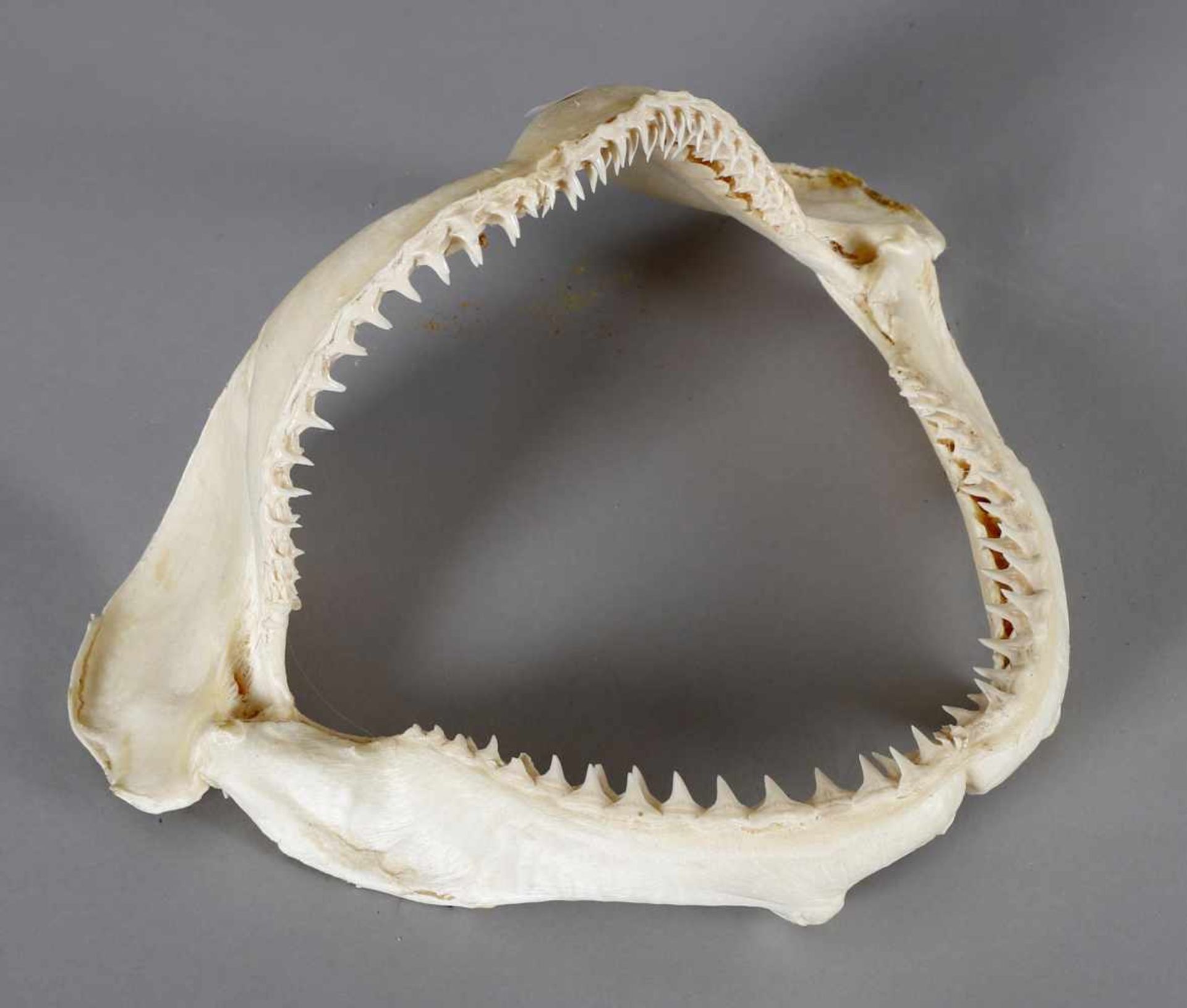 Gebiss eines Zitronenhai (Negapricu Acutideus)B: 31 cm, L: 24 cm, H: 14,5 cm