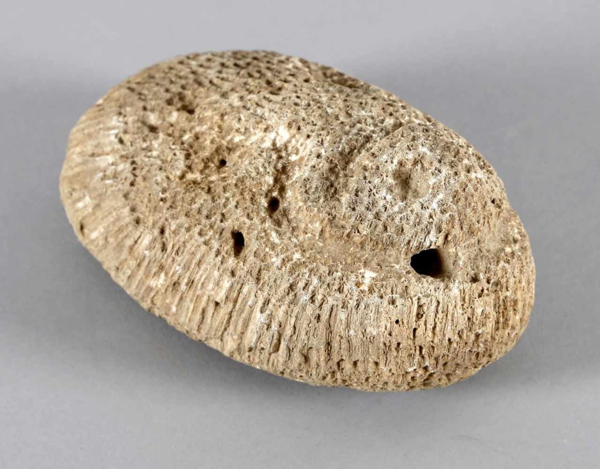 Reibstein aus Koralle, Kultur der Taino, Dominikanische Republik, ca. 1000 - 1500 n.Chr.große - Bild 2 aus 2