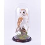 Taxidermy: a late 20th century barn owl in dome display case, the case 47 cm high.