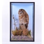 Taxidermy: a mid-20th century cased tawny owl standing on a naturalistic stump with foliage, the