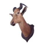 Taxidermy: a large Kudu head and neck mounted to a wooden shield, 96 cm high x 54 cm wide (full