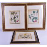 After Johan Knoop (18th century) Dutch two hand-coloured copper plate engravings, each depicting