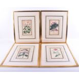 A collection of four Victorian botanical floral engravings each hand coloured, three by A. Bailey,