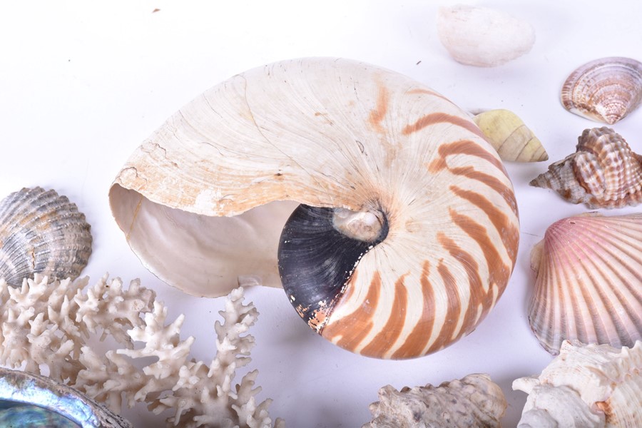 A collection of shells and natural sea-life to include various conchs, clams, corals and other - Image 7 of 7