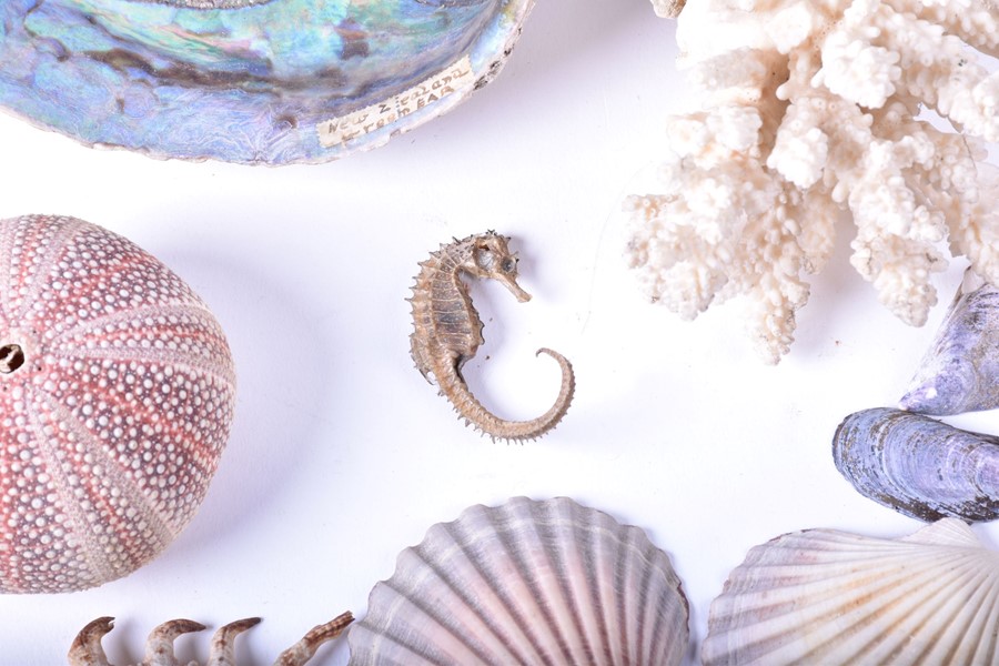 A collection of shells and natural sea-life to include various conchs, clams, corals and other - Image 4 of 7