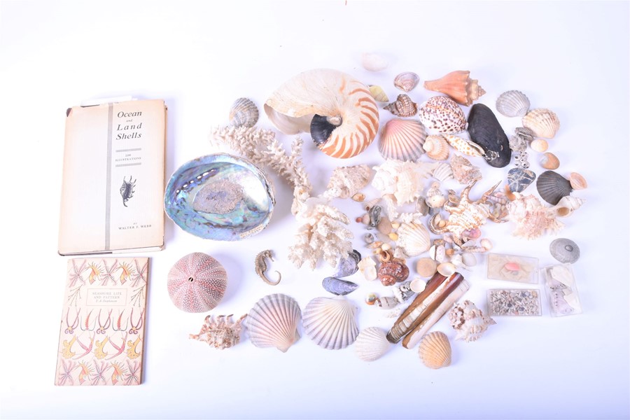 A collection of shells and natural sea-life to include various conchs, clams, corals and other