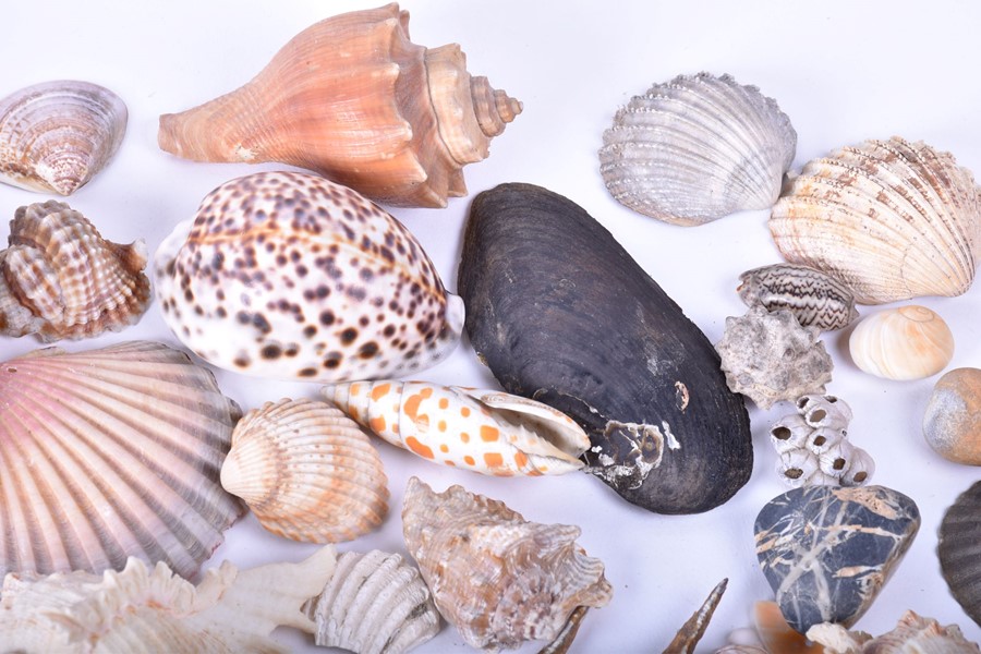 A collection of shells and natural sea-life to include various conchs, clams, corals and other - Image 6 of 7