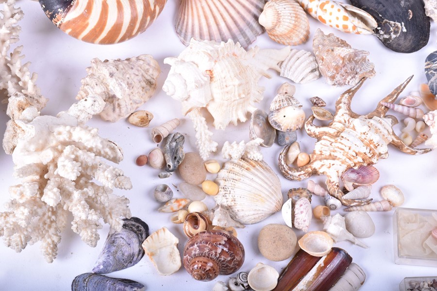 A collection of shells and natural sea-life to include various conchs, clams, corals and other - Image 5 of 7