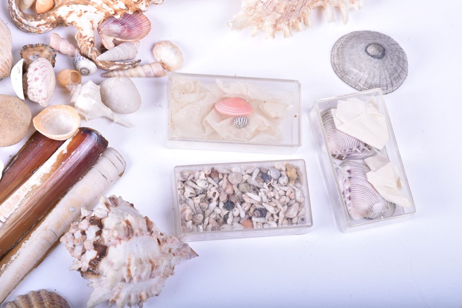A collection of shells and natural sea-life to include various conchs, clams, corals and other - Image 3 of 7