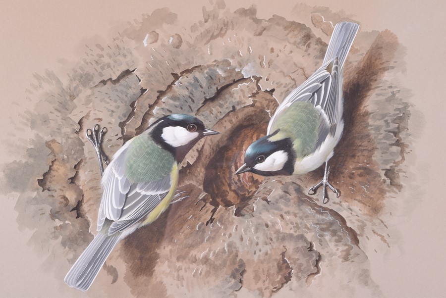 Basil Ede (1931-2016) British 'Great Tits at Nest Site' c.1964, signed lower right, framed. 36cm x - Image 2 of 5