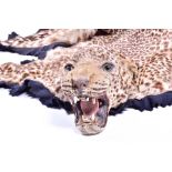 Taxidermy: African Leopard (Panthera pardus), circa 1920-1930, a flat skin rug with flat full head