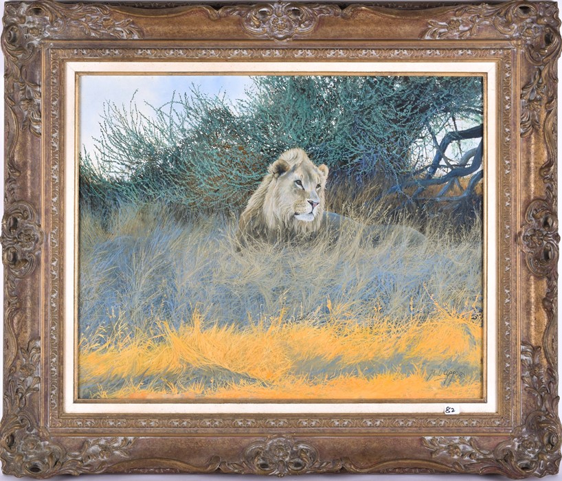 Paul Apps (1958), English depicting a lion in the shade, signed lower right, oil on canvas, within a