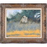 Paul Apps (1958), English depicting a lion in the shade, signed lower right, oil on canvas, within a
