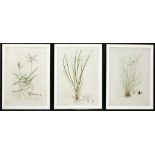 Unbekannter Künstler (18./19. Jh.)34 botanische Pflanzendarstellungen mit Bez. und Angabe der