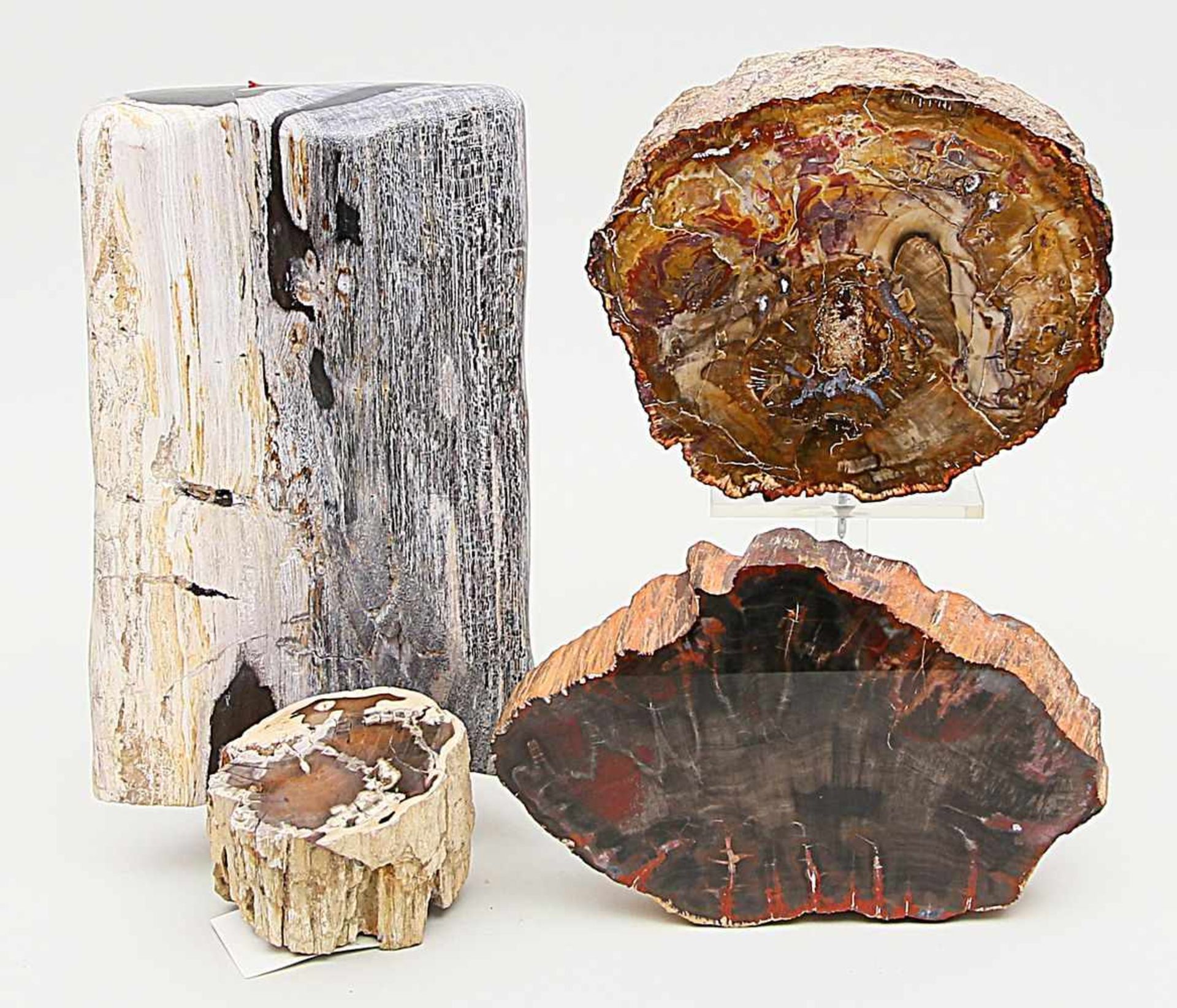 Vier Stücke versteinertes Holz.Jeweils angeschnitten bzw. -poliert. U.a. Arizona, USA. D. 7,5x 9,