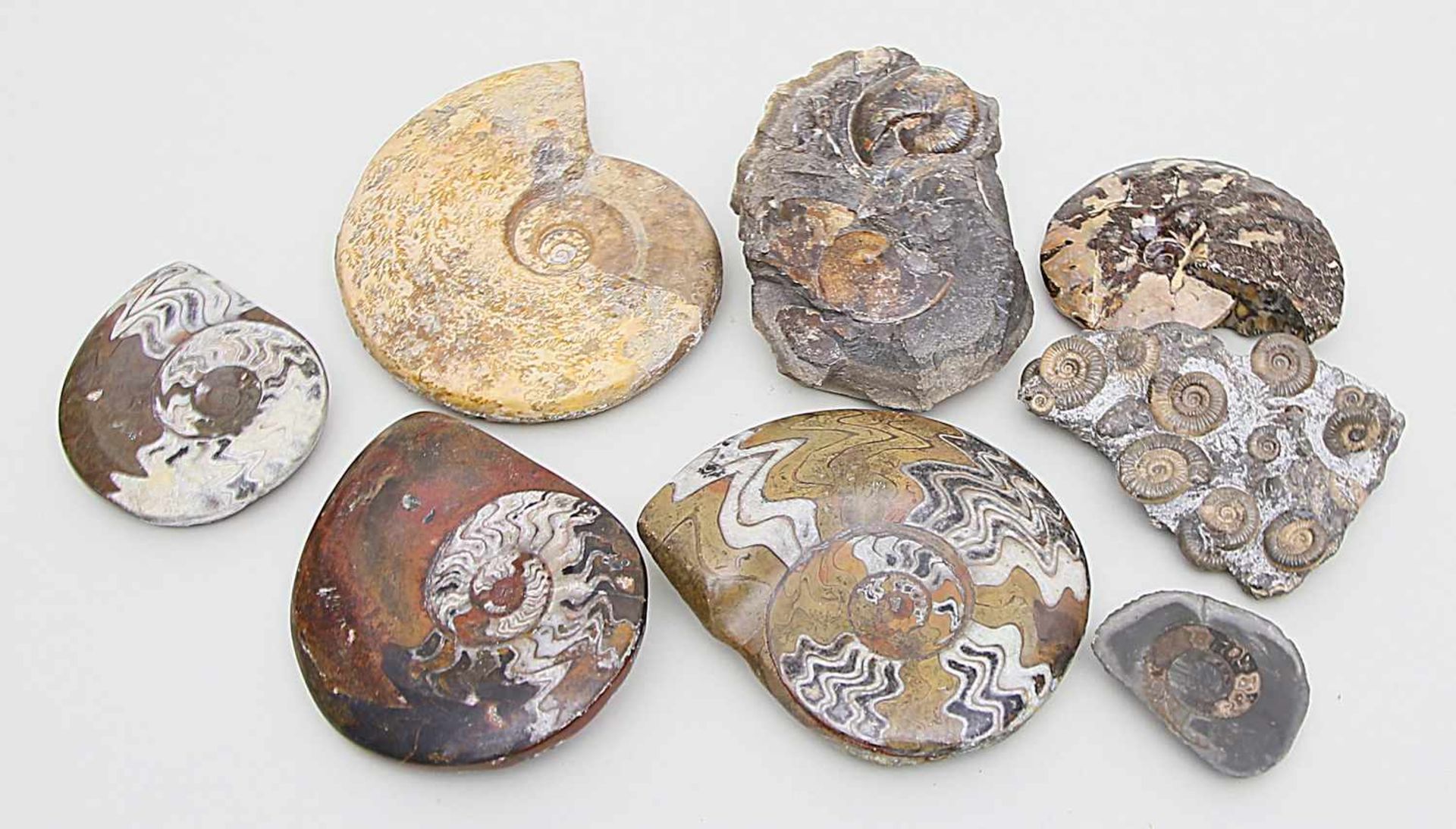 Acht große Ammoniten,bzw. Amonittenstufen, teils aus mehreren Exemplaren. Jeweils präpariert,