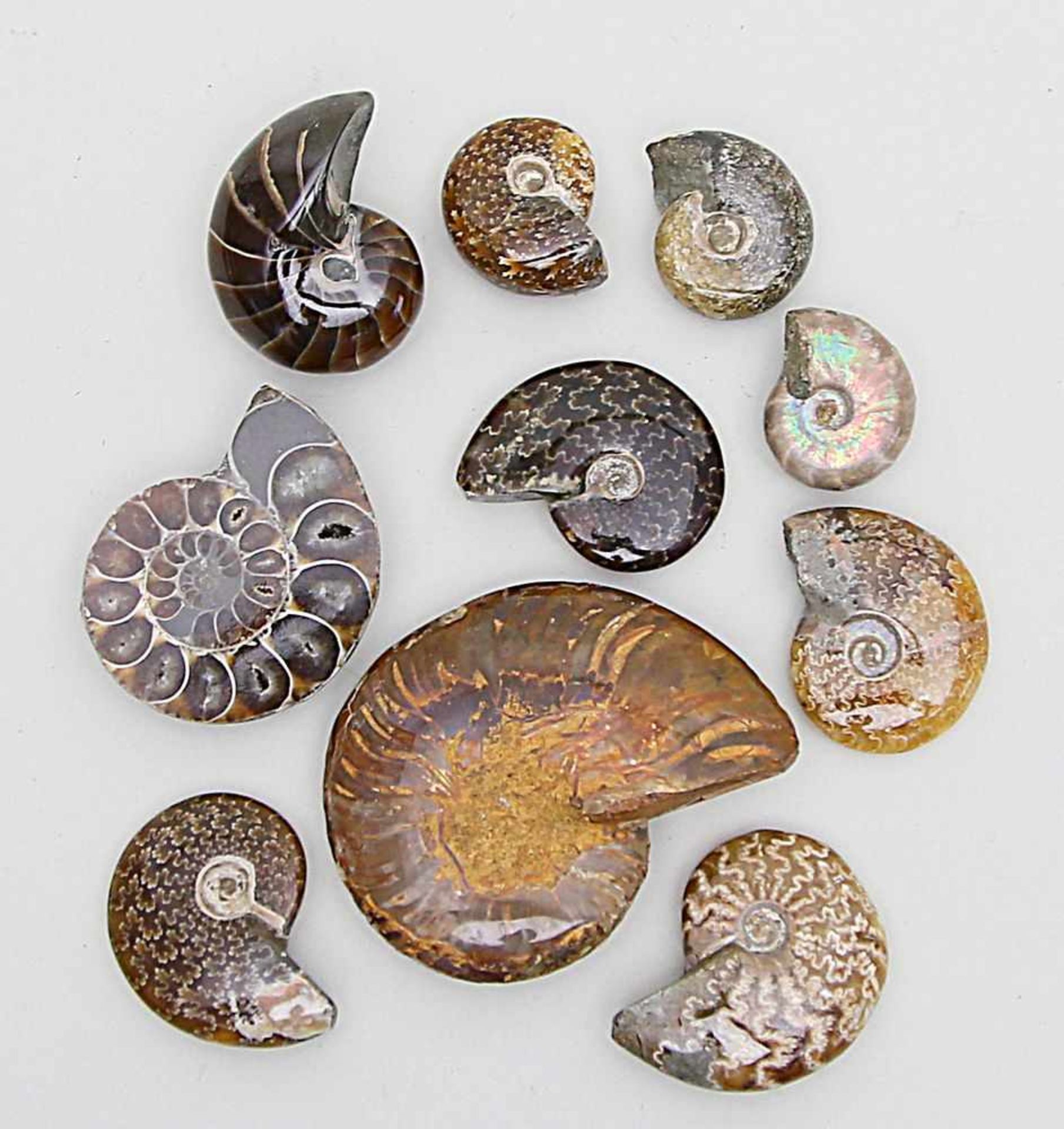 Zehn Ammoniten.Je poliert, einmal halbiert bzw. einmal als Schnitt, je mineralisiert. D. ca.2,5x3