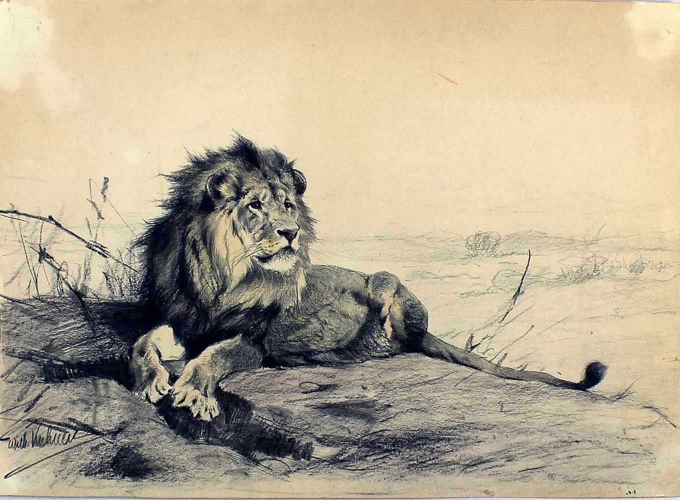 Kuhnert, Wilhelm (1865 Oppeln-Flims 1926)Löwe bei der Rast. Mischtechnik/Papier (Altersspuren,