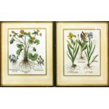 Unbekannter Künstler (18. Jh.)Zwei botanische Darstellungen. Handkolorierter Kupferstich/Papier (