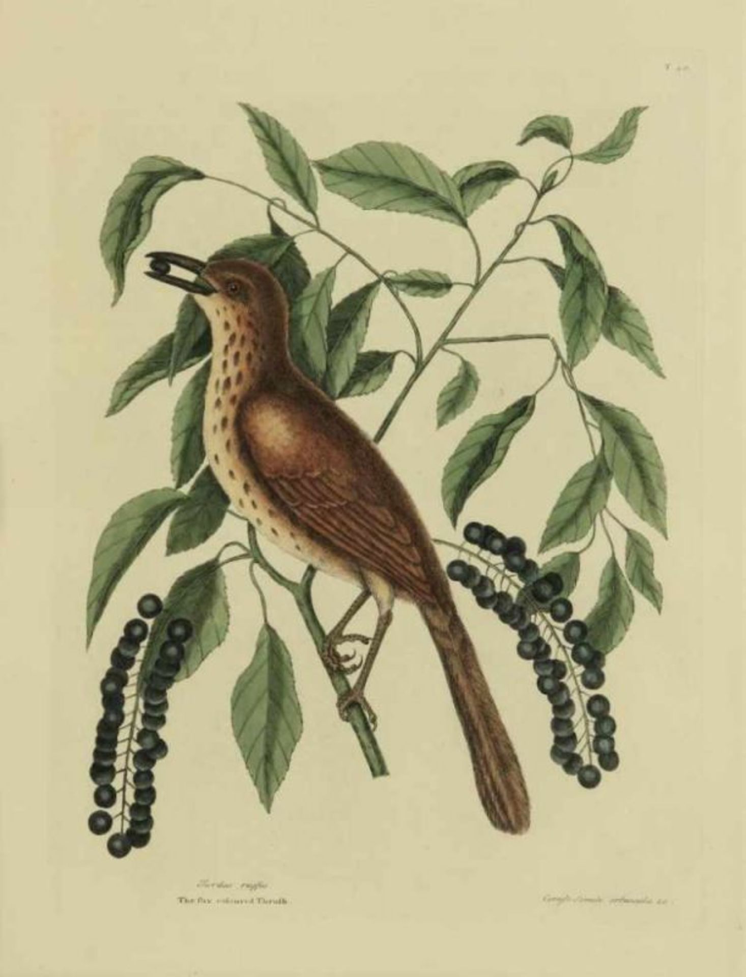 Kopergravure, Turdus ruffus, 40 x 32 cm.