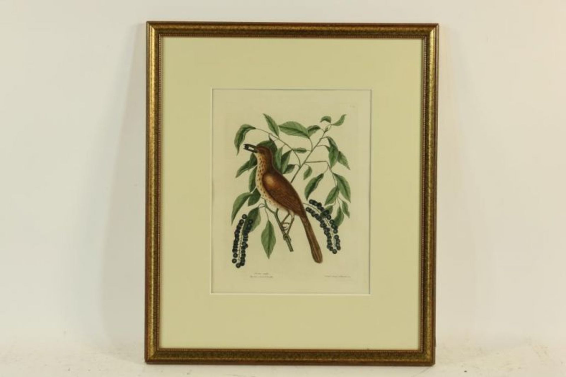 Kopergravure, Turdus ruffus, 40 x 32 cm. - Bild 2 aus 3