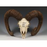 Mouflon ram hoorns en schedelmet inscriptie 10-12-1982, Het Loo; 1150