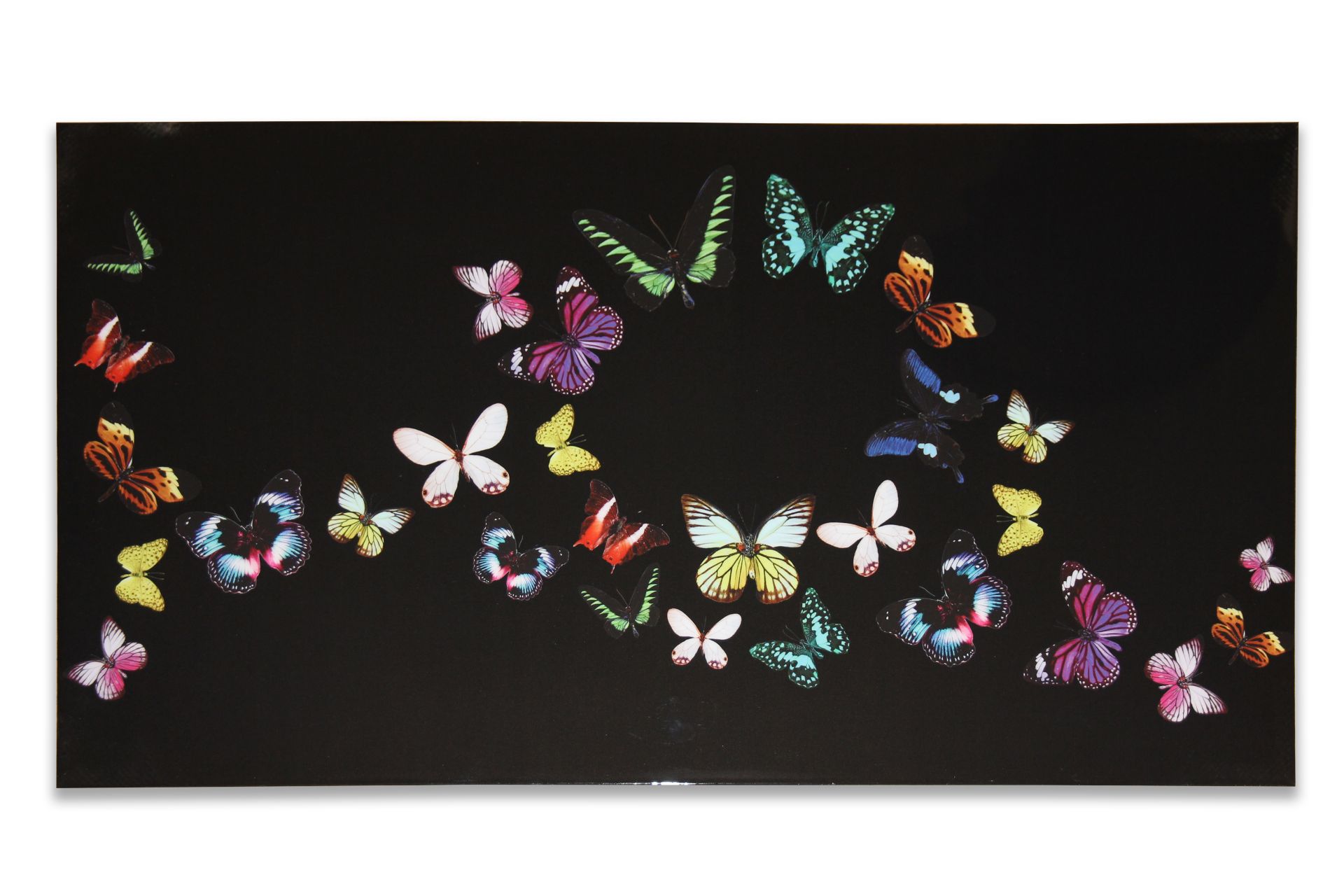 36 Arthouse Bright Butterfly Canvas 6in