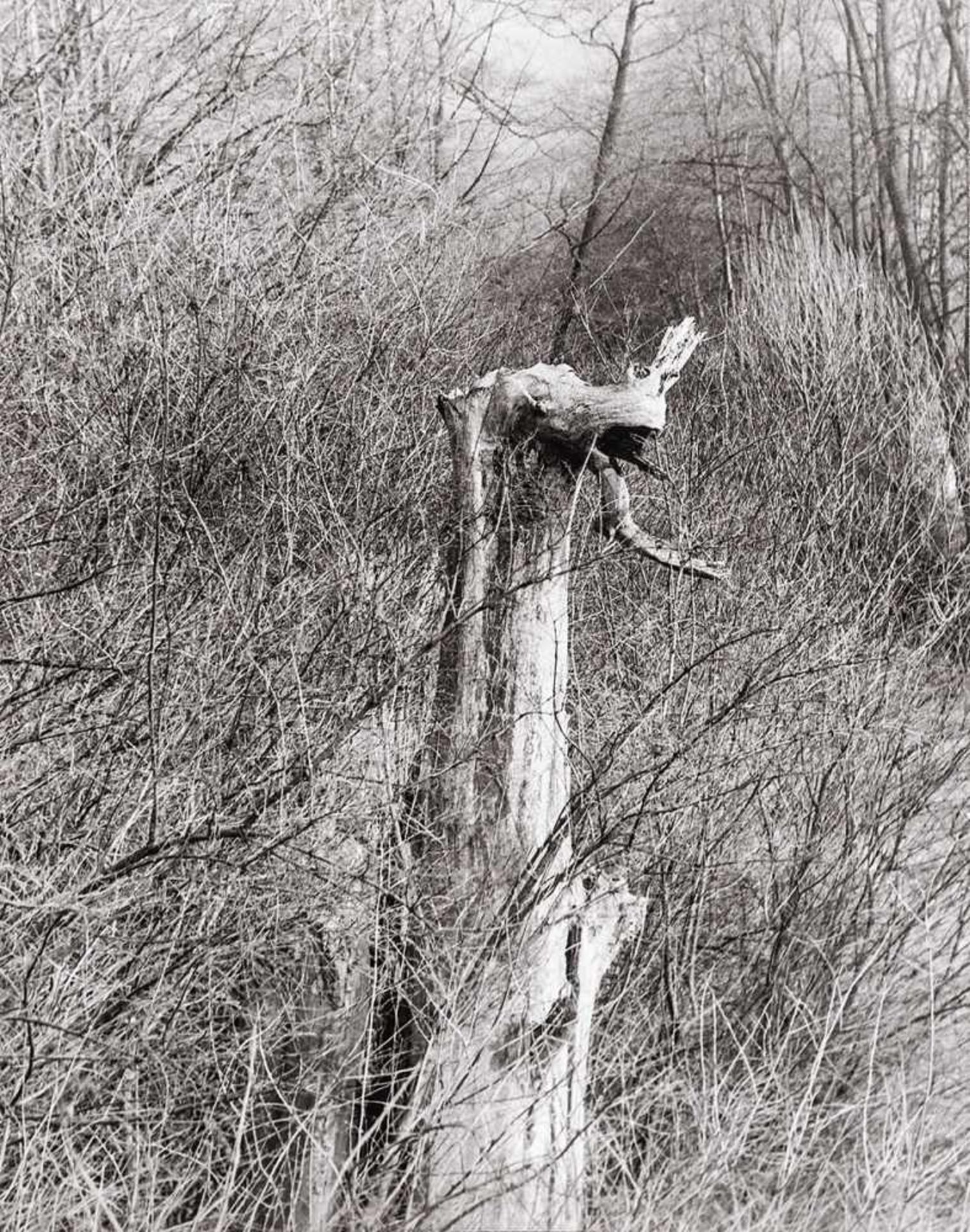 BAUHAUS. – Irena Blühová(1904-1991). Waldgiraffe, 1977, Fotografie, Vintage print. Verso signiert