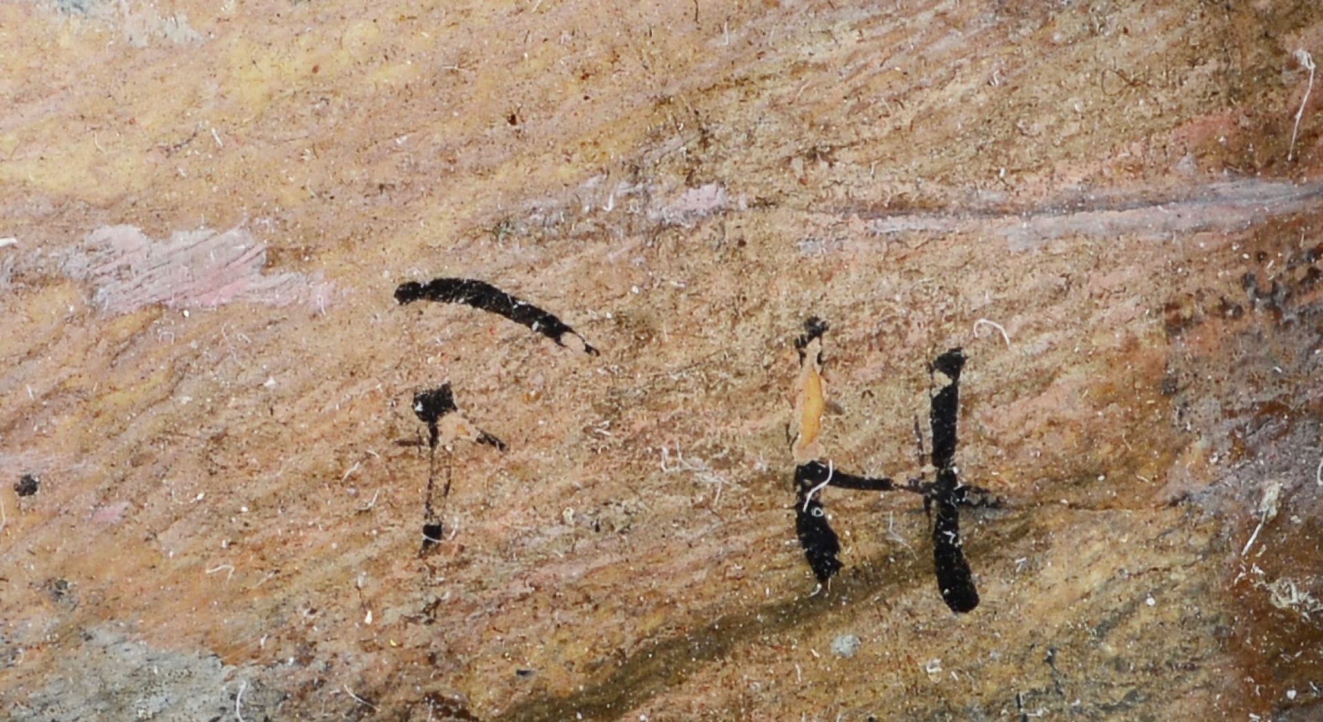 HODLER, FERDINANDBern 1853 - 1918 GenèveFreiburger Stier vor Jungfraumassiv.Öl auf Malkarton,mgr. - Bild 4 aus 6