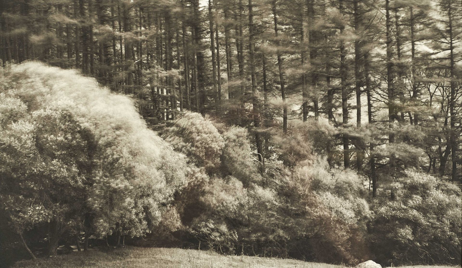 ARENTZ, DICKDetroit 1935Thorny Thwaite Forest, Cumbria England.Platin-Palladium-Druck,sig. u.