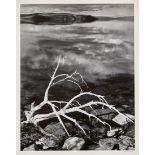 ADAMS, ANSELSan Francisco 1902 - 1984 CarmelWhite Branches, Mono Lake, um 1950.