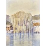 BINZ, OSKARSolothurn 1895 - 1957 TwannTrauerweide am Ufer.Aquarell,sig. u. dat. 1945 u.r.,49,5x35,