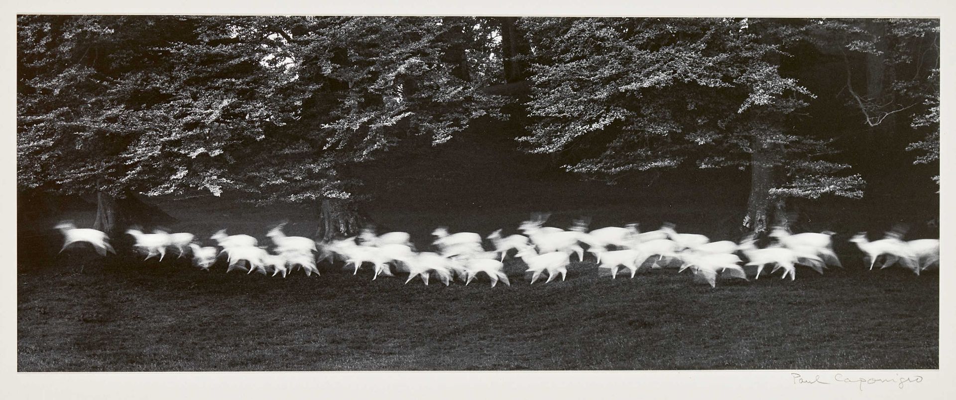 CAPONIGRO, PAULBoston 1932Running White Deer, 1967.Silbergelatineabzug,a. Unterlagekarton sig. u.r.,