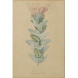 Botanische Darstellung, 1. H. 19. Jh."Protea Radiata". Stich (Punktiermanier), koloriert, gestoch.