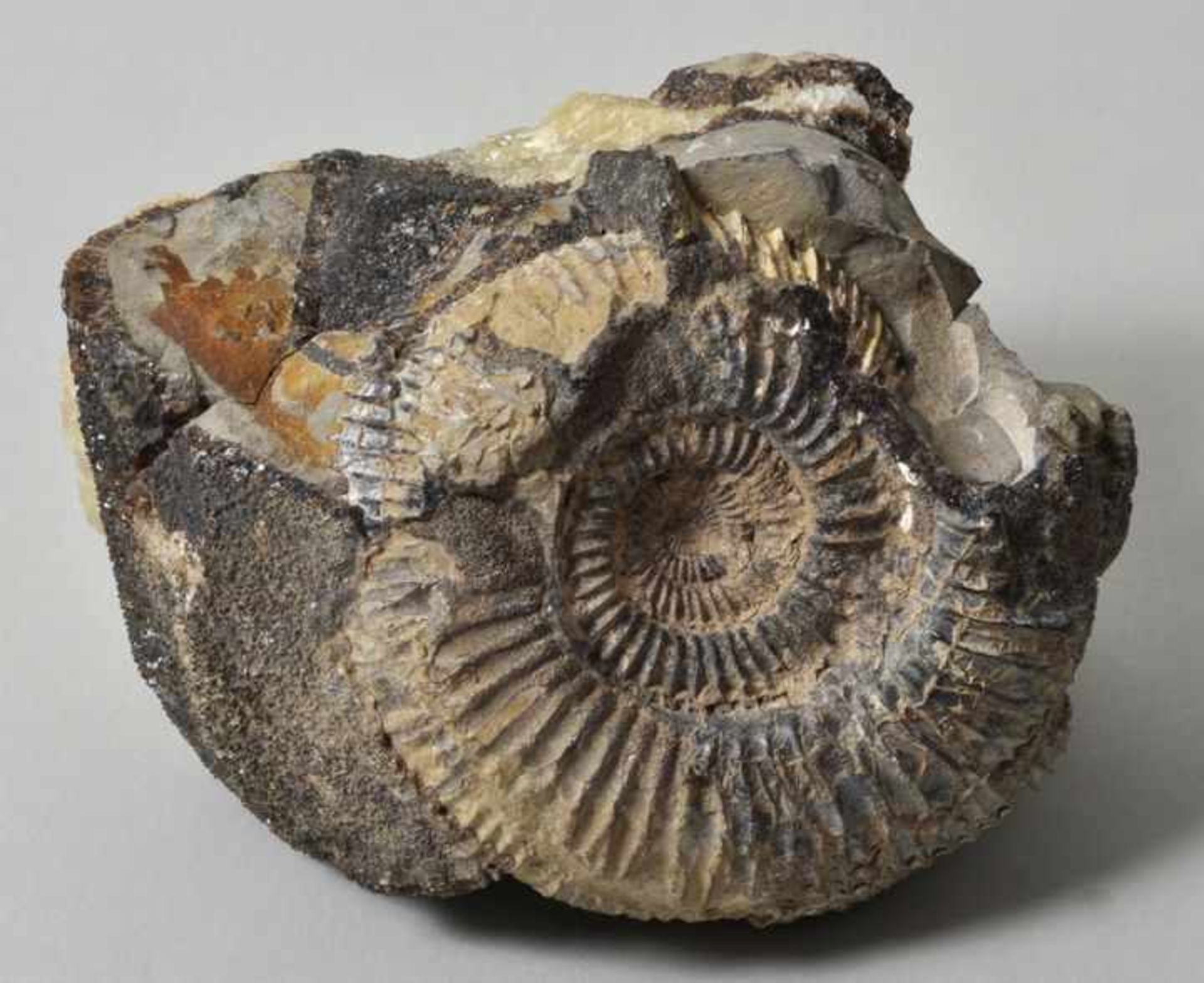 Versteinerung. Ammonit.Teils freigelegte Versteinerung eines Divisosphinctes besairiei in
