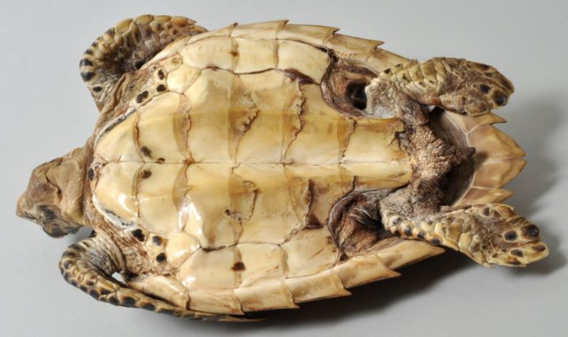 Tierpräparat einer Echten KarettschildkröteVollständiges Tier mit Panzer, besonders schöne, dunkle - Bild 2 aus 2