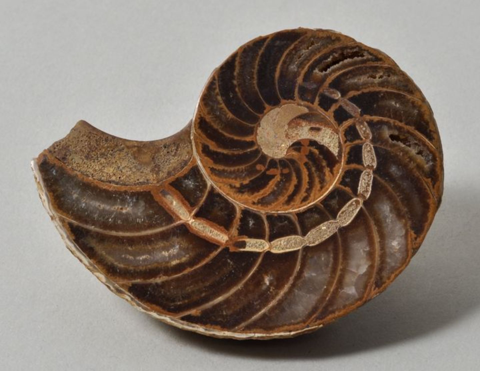 Ammonit (Fossil)Aufgesägt, geschliffen und poliert, D. 7 cm. Unbekannter Fundort.- - -25.00 %