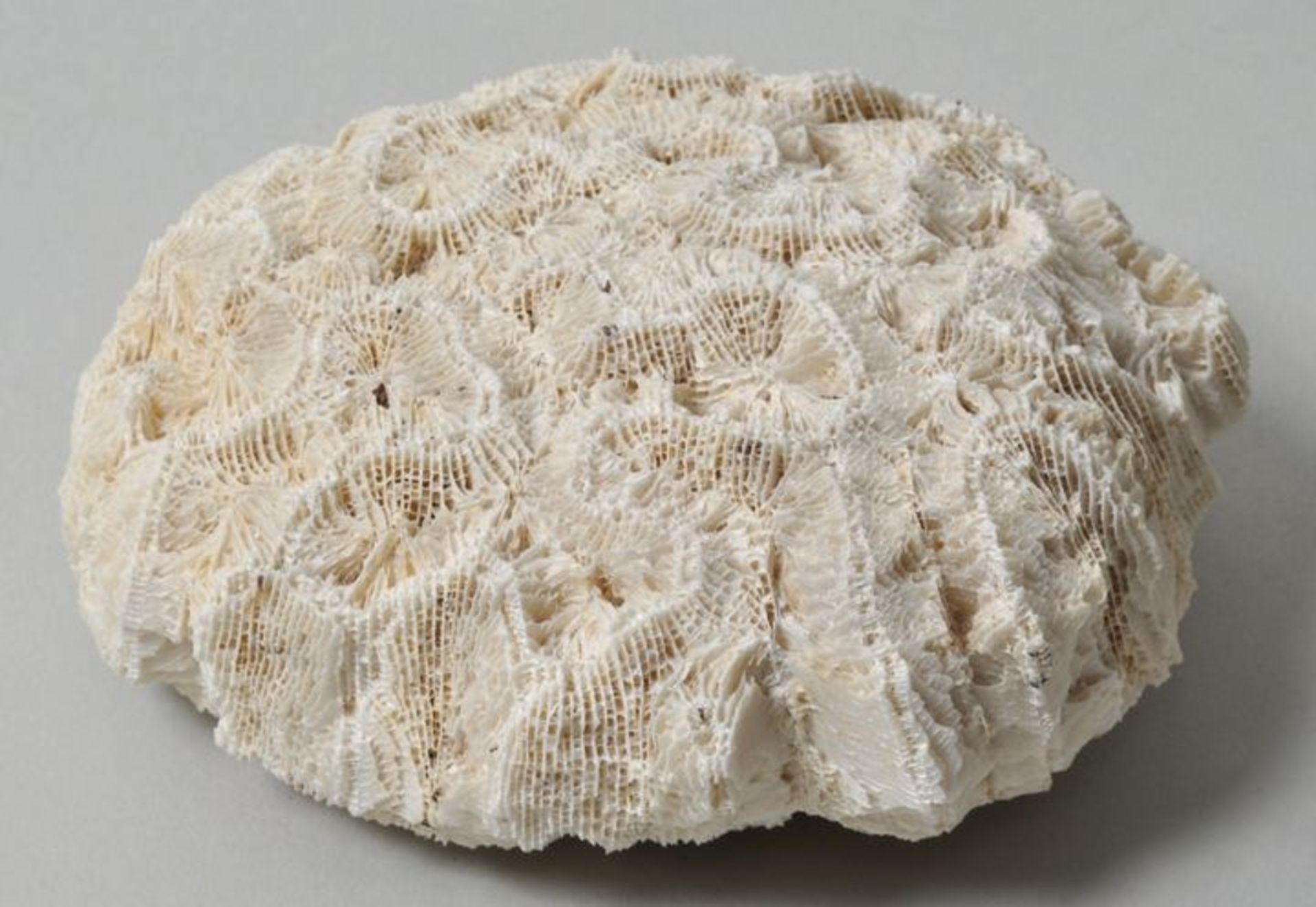 Versteinerung einer Koralle.Kissenartig versteinerte Koralle. Wohl Trias. D. 11 cm.- - -25.00 %